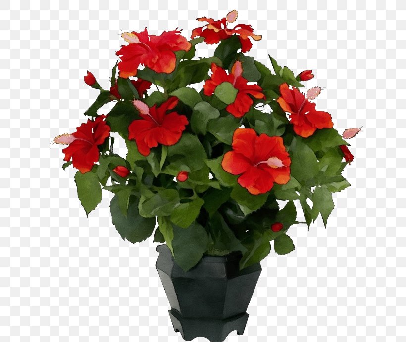 Flower Flowering Plant Plant Red Petal, PNG, 650x692px, Watercolor, Annual Plant, Anthurium, Busy Lizzie, Flower Download Free