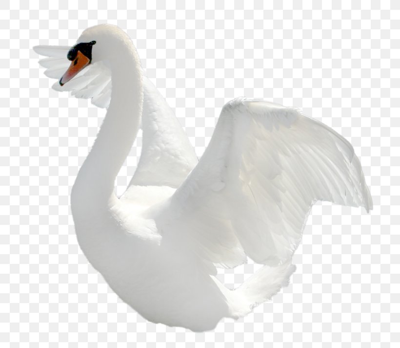 Swan Clip Art, PNG, 800x712px, Cygnini, Beak, Bird, Computer Software, Digital Image Download Free