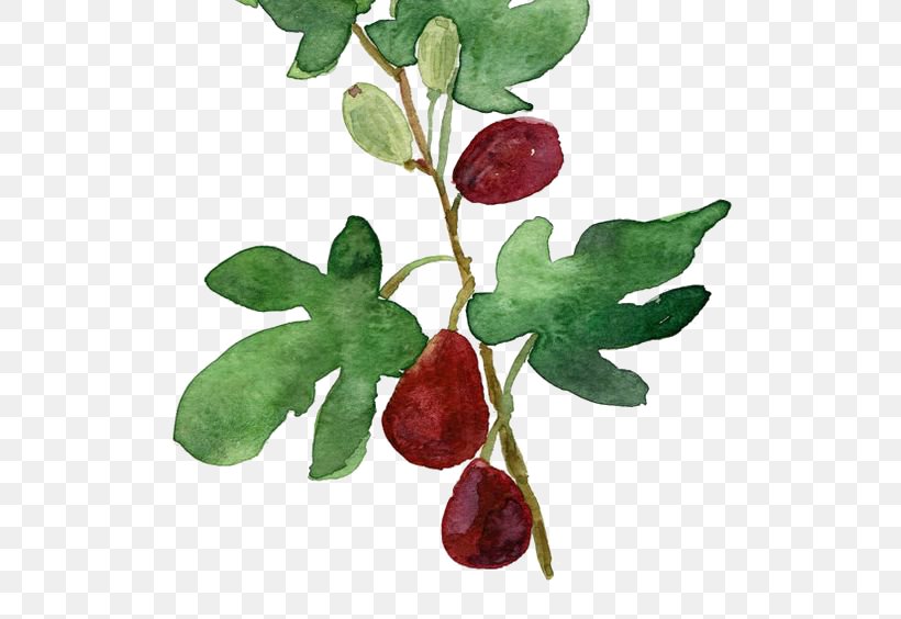 Watercolor Painting Common Fig Botanical Illustration Printmaking, PNG, 564x564px, Watercolor Painting, Art, Berry, Botanical Illustration, Botany Download Free