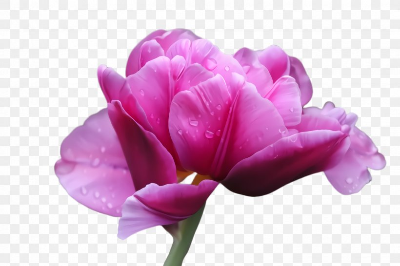 Flowering Plant Petal Flower Purple Pink, PNG, 2448x1632px, Flowering Plant, Cut Flowers, Flower, Petal, Pink Download Free