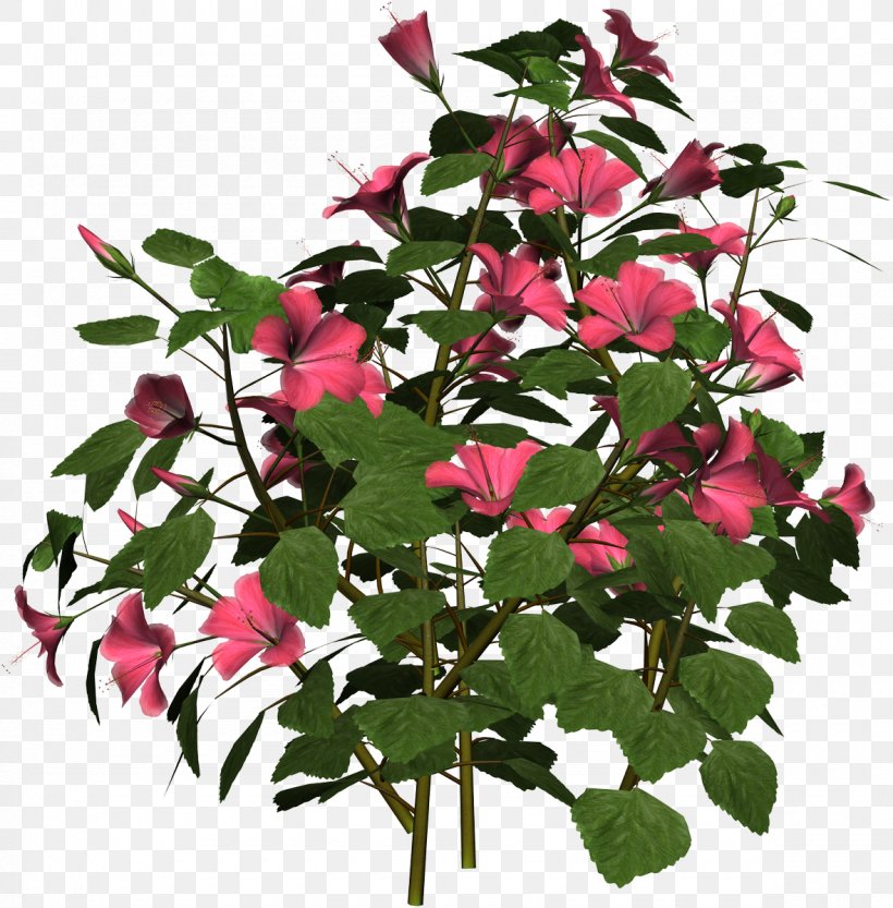 Hibiscus Plant Information Clip Art, PNG, 1180x1200px, Hibiscus, Annual Plant, Branch, Cut Flowers, Flower Download Free