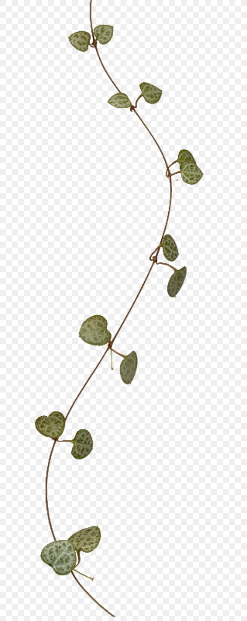 Twig Leaf Vine Plant Stem, PNG, 800x2057px, Twig, Branch, Flora, Flower, Flowering Plant Download Free
