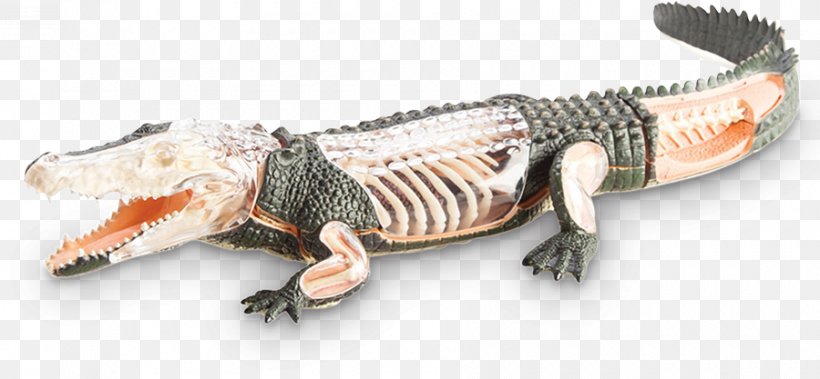 Alligator Crocodile Lizard Terrestrial Animal, PNG, 900x417px, Alligator, Animal, Animal Figure, Crocodile, Crocodilia Download Free