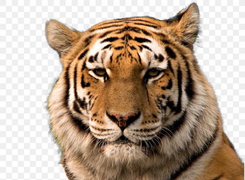 Bengal Tiger Siberian Tiger Golden Tiger South China Tiger Cat, PNG, 1012x746px, Bengal Tiger, Animal, Big Cat, Big Cats, Carnivoran Download Free