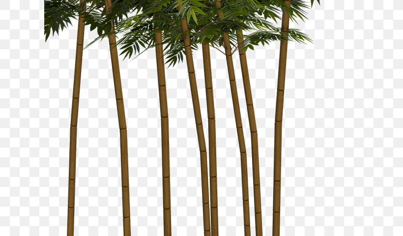 Tropical Woody Bamboos Asian Palmyra Palm Plant Bambu Kuning, PNG, 640x480px, Tropical Woody Bamboos, Arecales, Asian Palmyra Palm, Bamboo, Bamboo Construction Download Free
