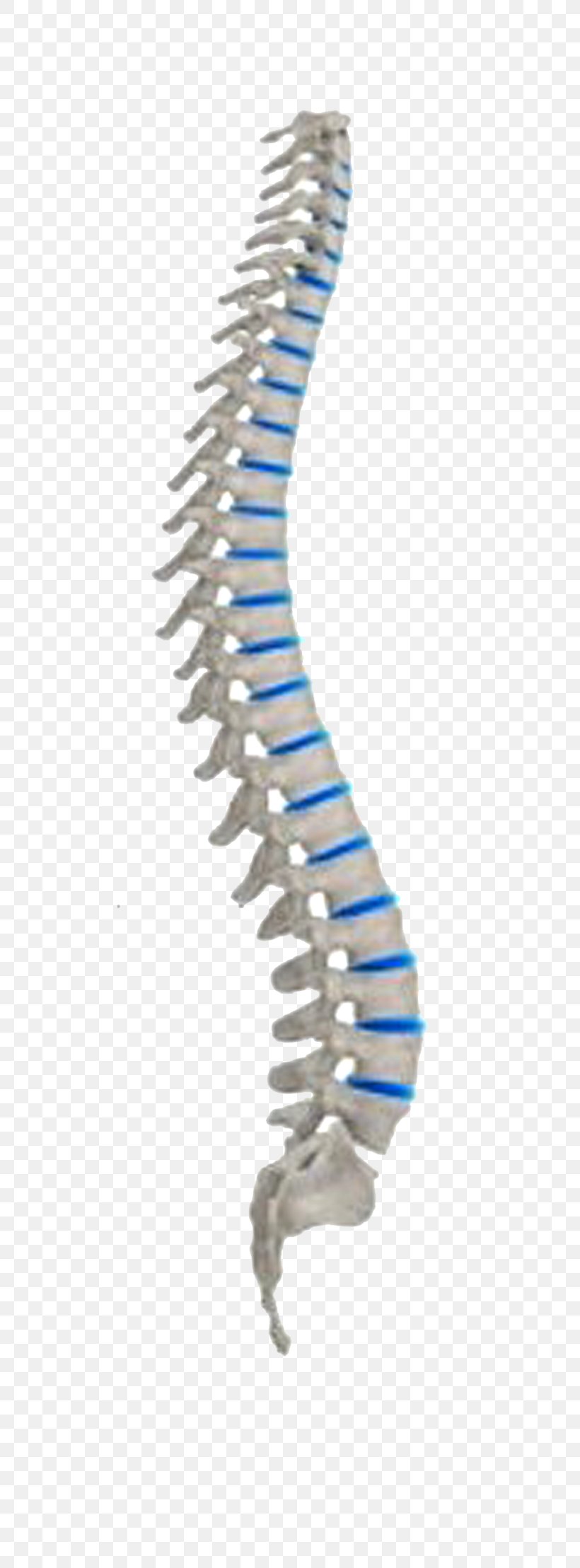 Vertebral Column Neutral Spine Spinal Cord Human Body Nervous System, PNG, 488x2217px, Vertebral Column, Asento, Dorn Method, Health, Human Body Download Free