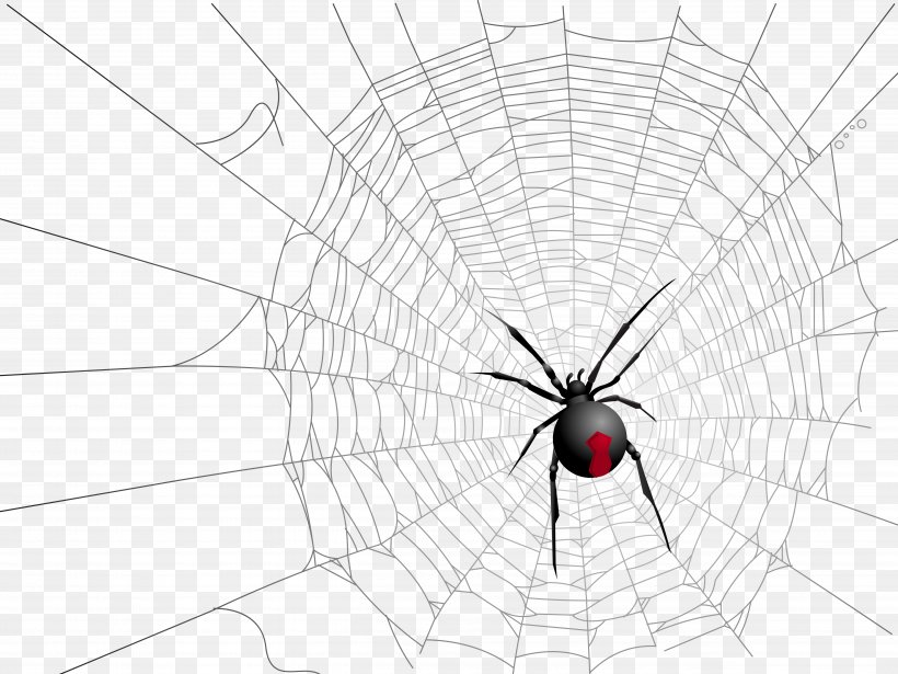 Widow Spiders Insect Symmetry Pattern, PNG, 4999x3750px, Spider, Animal, Arachnid, Arthropod, Black And White Download Free