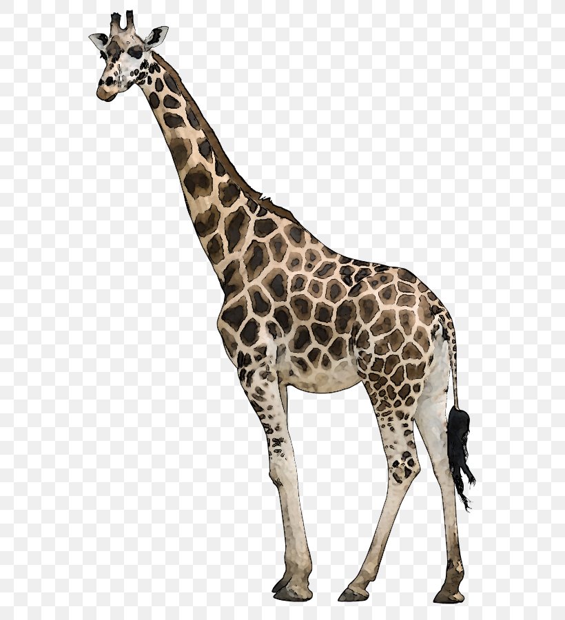 Neck Pain Giraffe Stock Photography, PNG, 570x900px, Neck, Alamy, Animal, Animal Figure, Camelopardalis Download Free