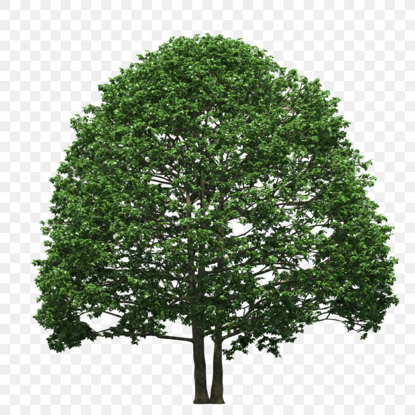 Pine Fir Tree Spruce Conifers, PNG, 1024x1024px, Pine, Branch, Conifers, Douglas Fir, Fir Download Free