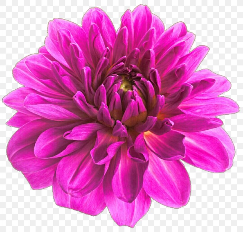 Cut Flowers Dahlia Flower Bouquet Color, PNG, 1024x975px, Flower, Artificial Flower, Aster, Blue, Centerblog Download Free
