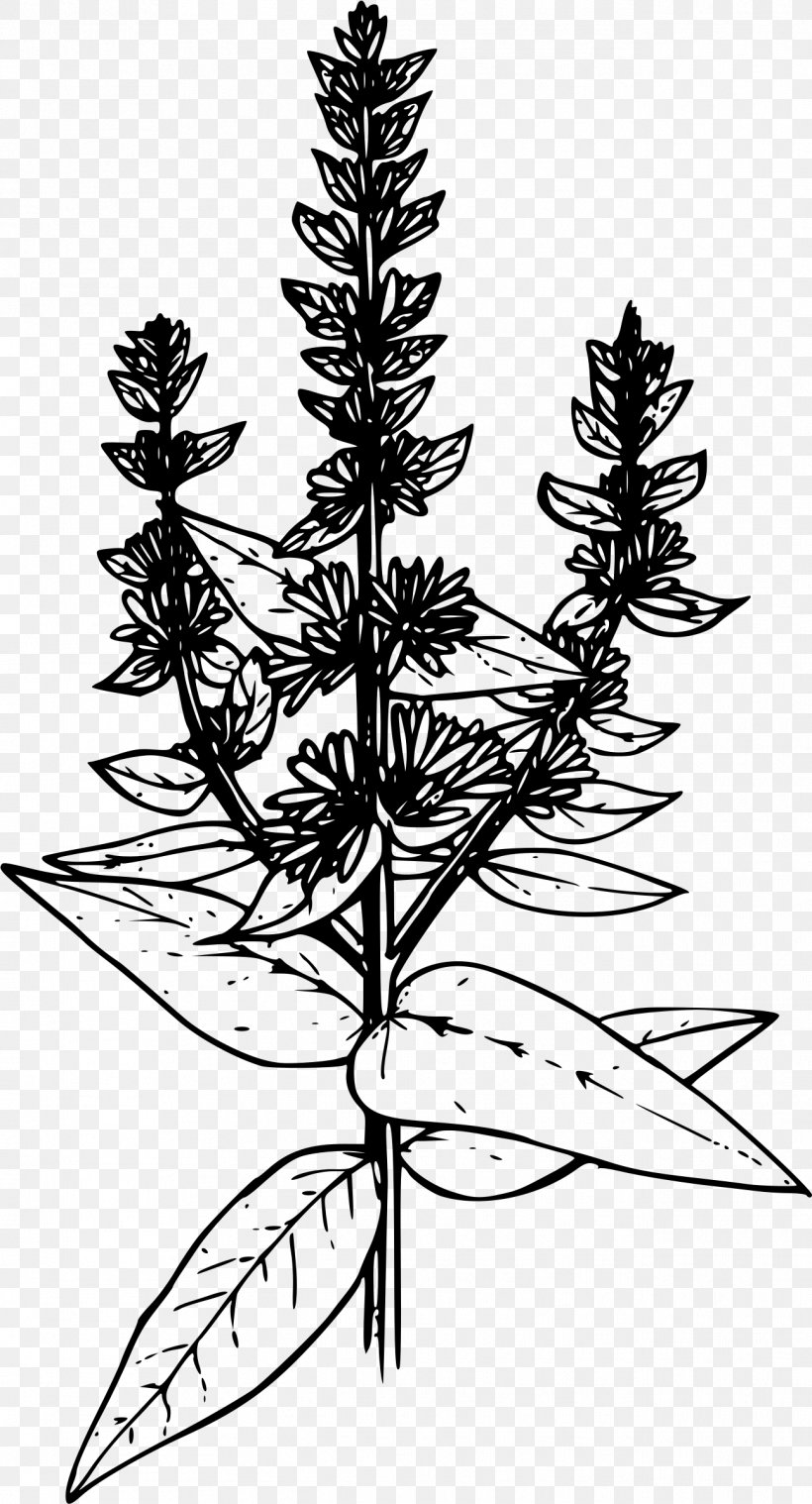 Purple Loosestrife Clip Art Desktop Wallpaper, PNG, 1296x2400px, Purple Loosestrife, American Larch, Blackandwhite, Book, Botany Download Free