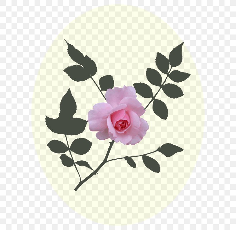 Rose Pink Clip Art, PNG, 800x800px, Rose, Color, Flora, Floral Design, Flower Download Free