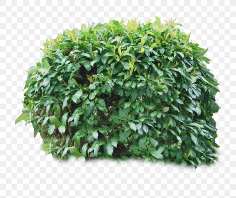 Shrub Download, PNG, 976x819px, Shrub, Evergreen, Grass, Image File Formats, Leaf Download Free