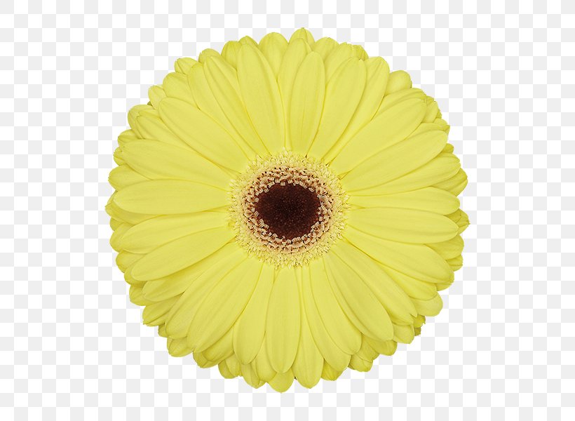 Transvaal Daisy Cut Flowers Petal, PNG, 600x600px, Transvaal Daisy, Cut Flowers, Daisy Family, Flower, Flowering Plant Download Free