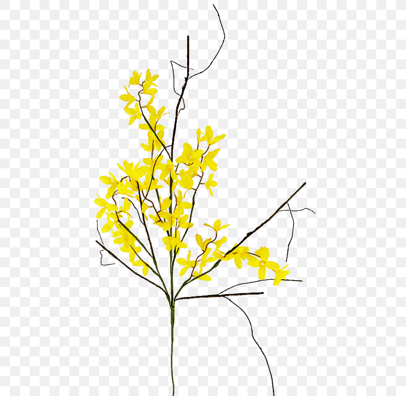 Yellow Plant Flower Branch Twig, PNG, 800x800px, Yellow, Branch, Cut Flowers, Flower, Goldenrod Download Free