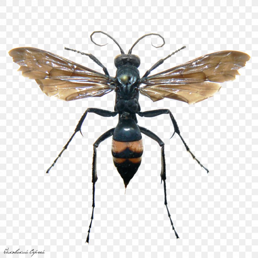 Insect Bee Wasp Sceliphron Curvatum Mud Dauber, PNG, 943x943px, Insect, Arthropod, Asian Giant Hornet, Bee, Butterflies And Moths Download Free