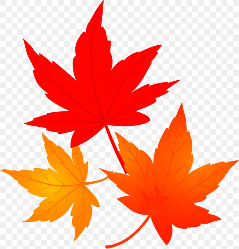 Maple Leaves Autumn Leaves Fall Leaves, PNG, 988x1026px, Maple Leaves, Autumn Leaves, Black Maple, Fall Leaves, Leaf Download Free