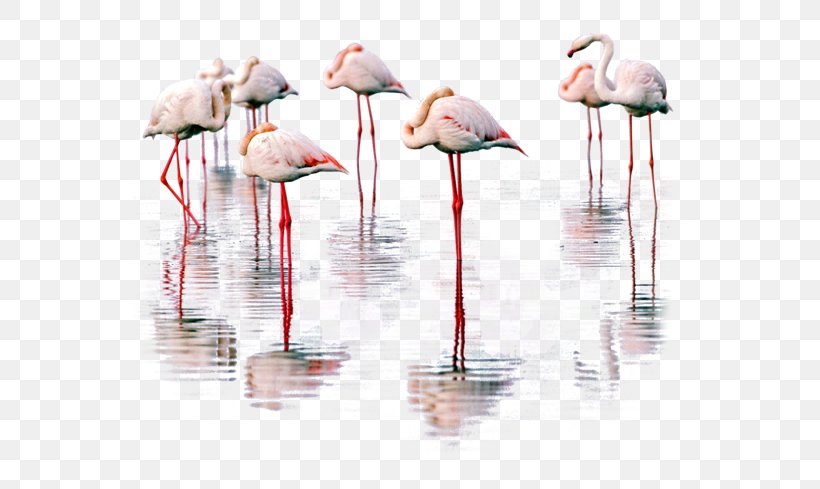 Water Bird Greater Flamingo, PNG, 650x489px, Bird, Animal, Flamingo, Flamingos, Greater Flamingo Download Free