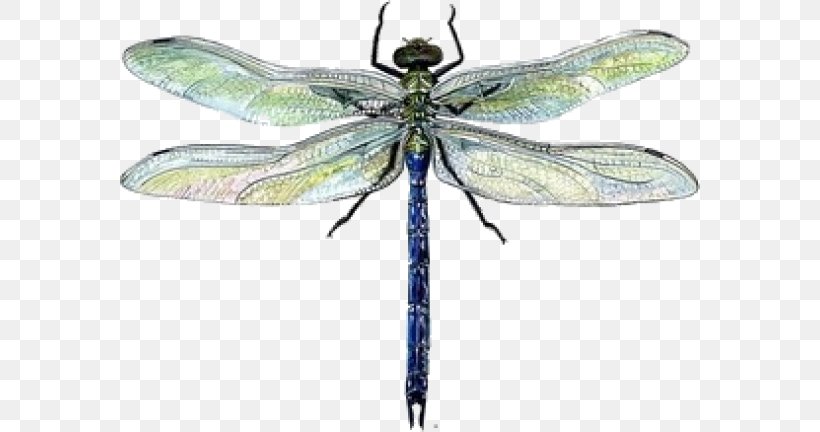 Dragonfly Drawing Watercolor Painting, PNG, 580x432px, Dragonfly, Art, Arthropod, Biological Illustration, Color Download Free