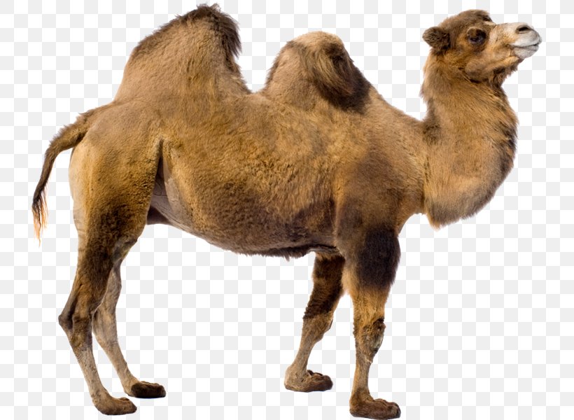 Dromedary Bactrian Camel Baby Camels Clip Art, PNG, 731x600px, Dromedary, Animal, Arabian Camel, Baby Camels, Bactrian Camel Download Free