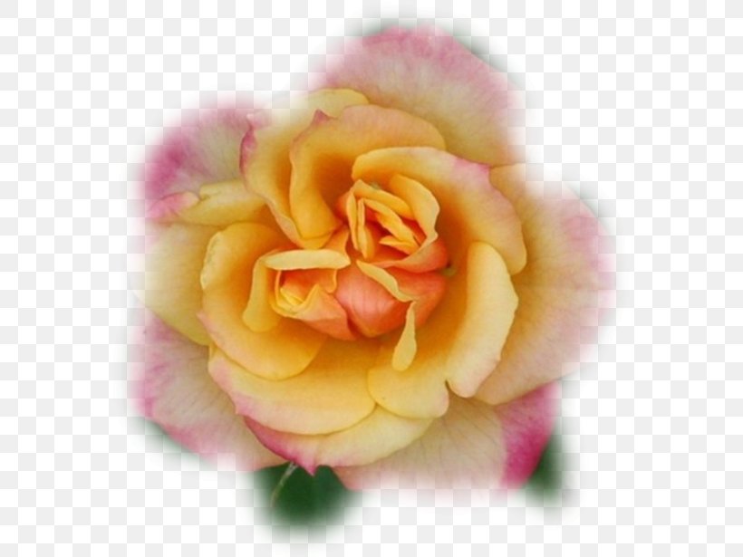 Floribunda Cabbage Rose Garden Roses Cut Flowers Petal, PNG, 575x615px, Floribunda, Cabbage Rose, China Rose, Chinese Cuisine, Close Up Download Free