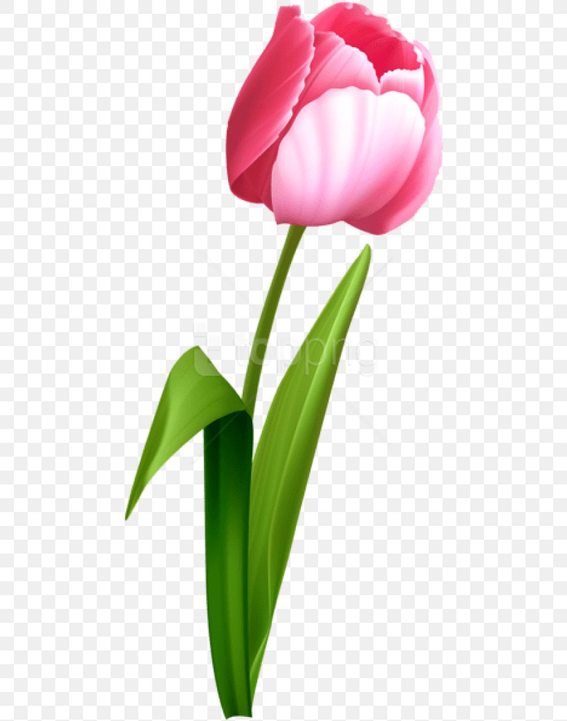 Tulip Pink Flowers Clip Art, PNG, 464x1042px, Tulip, Anthurium, Botany ...