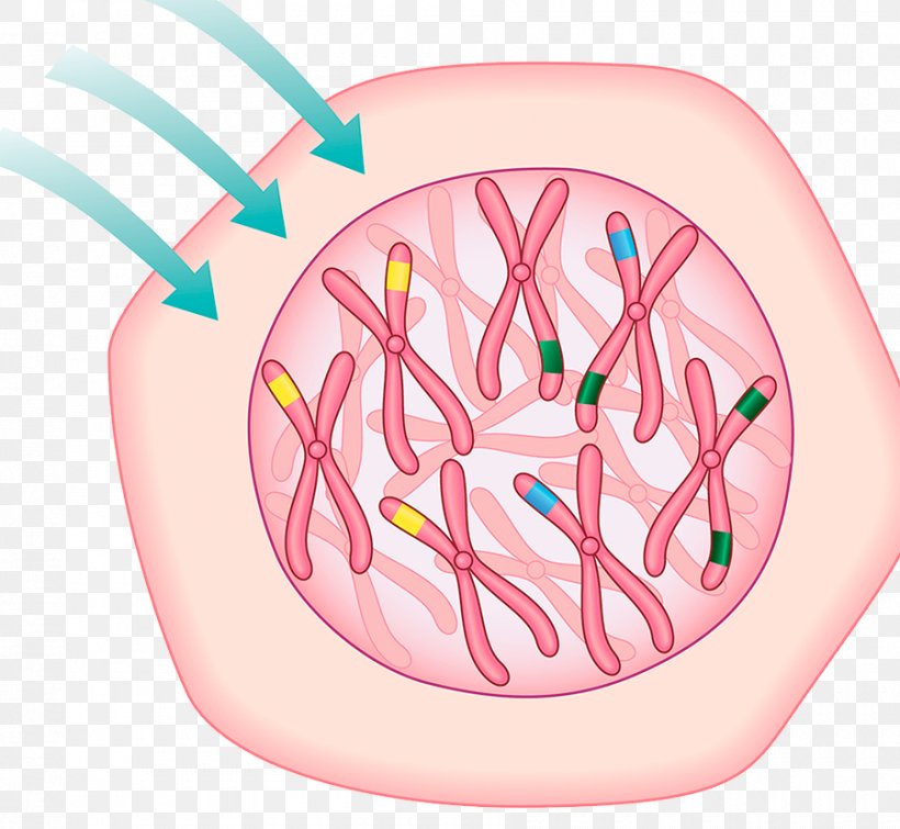 Cell Carcinogen Chromosome Drawing Illustration, PNG, 900x829px, Watercolor, Cartoon, Flower, Frame, Heart Download Free