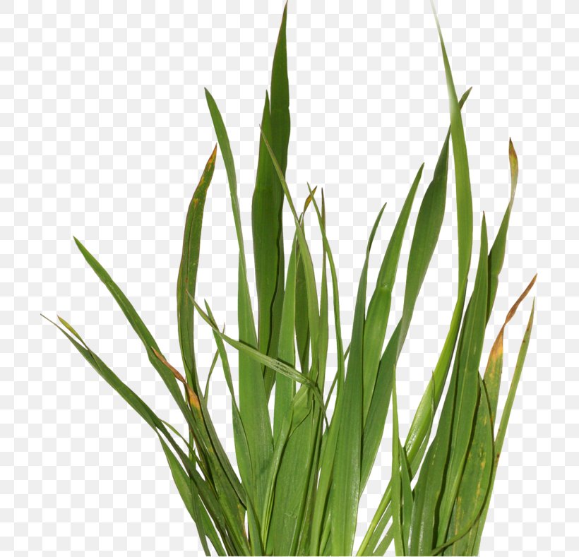 Clip Art Herbaceous Plant Sweet Grass, PNG, 705x789px, Herbaceous Plant, Branch, Centerblog, Chives, Digital Image Download Free
