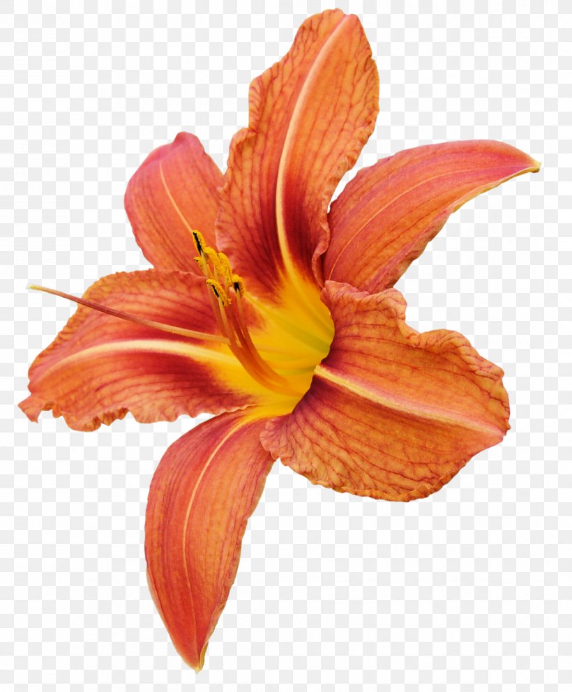 Cut Flowers Lilium Orange Petal, PNG, 1057x1280px, Flower, Amaryllis Belladonna, Color, Cut Flowers, Daylily Download Free