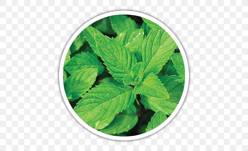 Mentha Spicata Peppermint Flavor Mints Nanaminze, PNG, 500x500px, Mentha Spicata, Carvone, Flavor, Herb, Herbal Tea Download Free