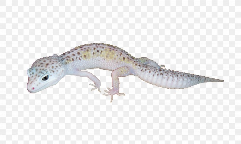 Leopard Geckos Leopard Geckos Reptile Lizard, PNG, 3600x2160px, Gecko, Afghan Leopard Gecko, Albinism, Animal, Animal Figure Download Free