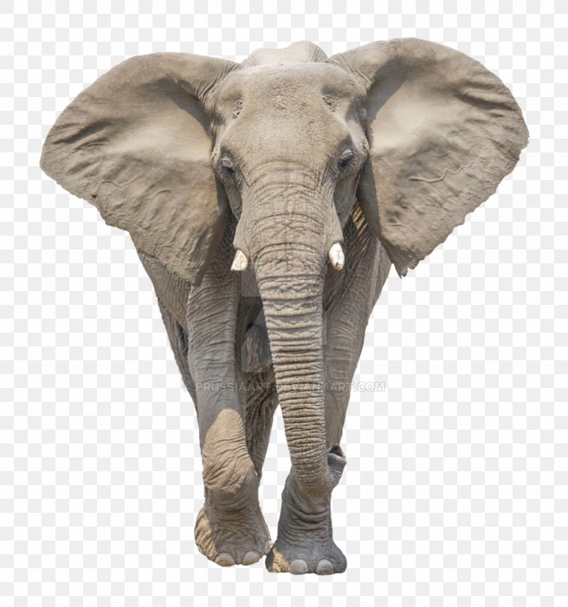Clip Art Elephant Image Transparency, PNG, 1024x1094px, Elephant, African Bush Elephant, African Elephant, Animal Figure, Asian Elephant Download Free
