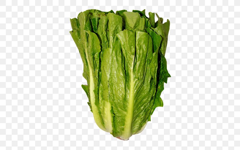Romaine Lettuce Iceberg Lettuce Leaf Vegetable Salad Red Leaf Lettuce, PNG, 512x512px, Romaine Lettuce, Cabbage, Calorie, Chard, Choy Sum Download Free