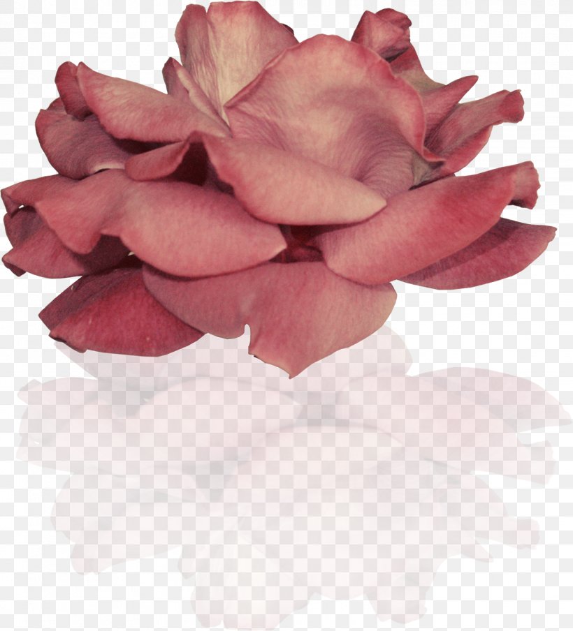 Garden Roses Flower Clip Art Petal, PNG, 1451x1600px, Garden Roses, Cut Flowers, Flower, Flowering Plant, Garden Download Free