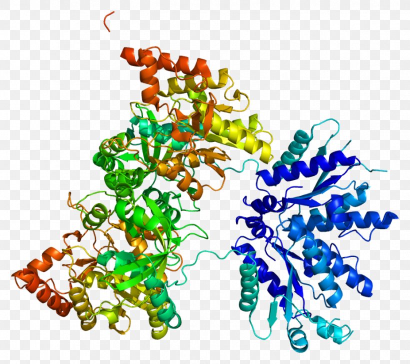 PAPSS1 3'-Phosphoadenosine-5'-phosphosulfate Gene Protein GLYCAM1, PNG, 926x823px, Watercolor, Cartoon, Flower, Frame, Heart Download Free
