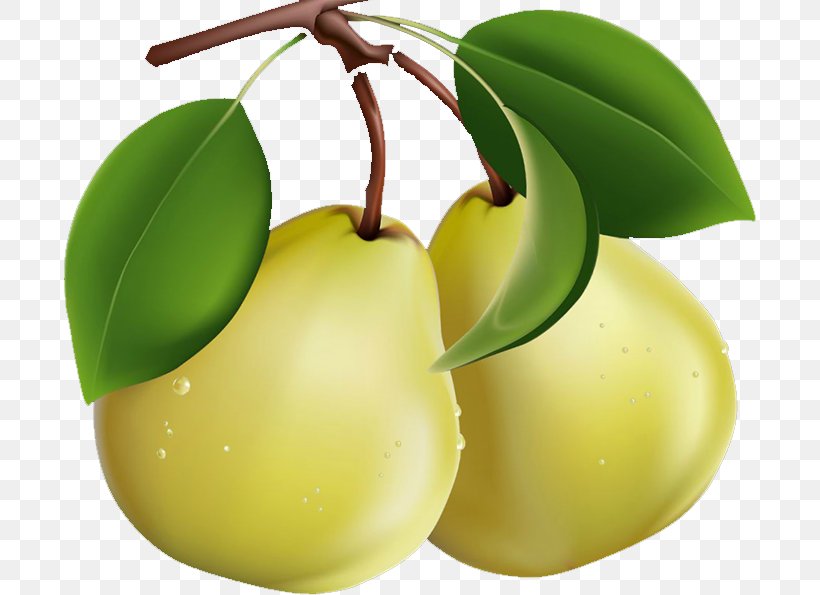 Pear Clip Art, PNG, 693x595px, Pear, Apple, Food, Fruit, Fruit Tree Download Free