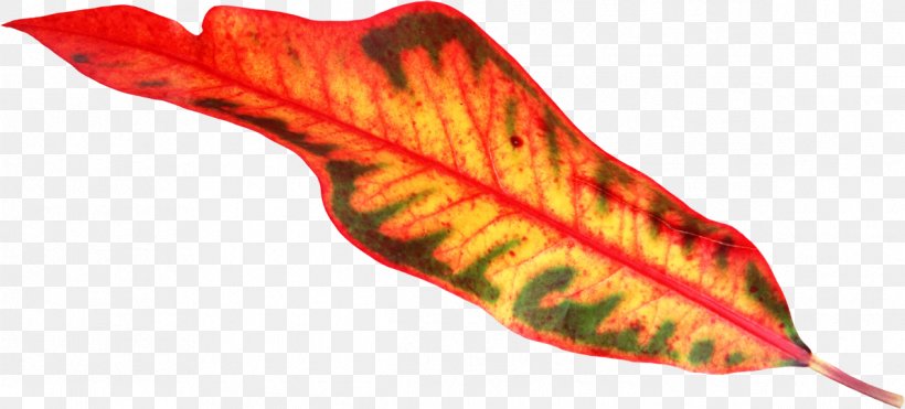 Petal Leaf Plant Chloroplast Vascular Bundle, PNG, 1193x541px, Petal, Autumn, Autumn Leaf Color, Bladnerv, Chloroplast Download Free