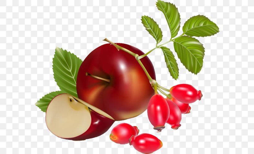 Tomato Euclidean Vector Rose Hip Illustration, PNG, 600x500px, Tomato, Accessory Fruit, Apple, Berry, Cherry Download Free