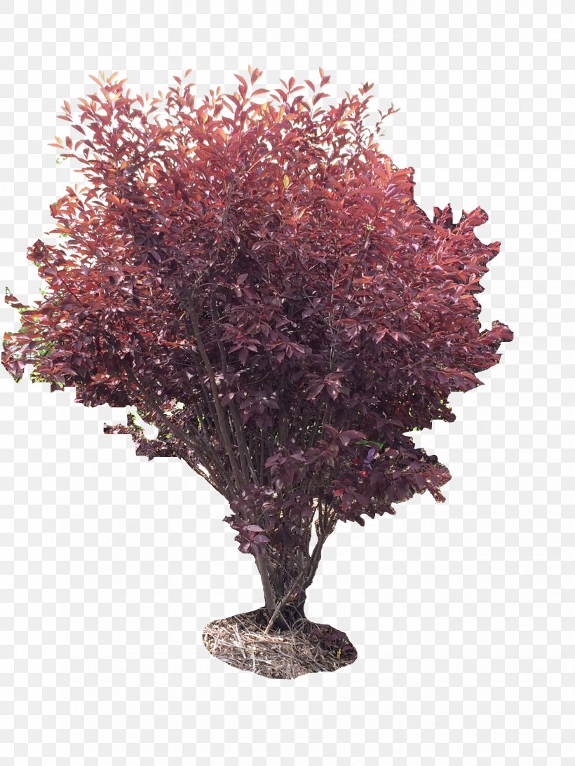 Tree Houseplant Shrub Purple, PNG, 2448x3264px, Tree, Branch, Branching, Houseplant, Plant Download Free