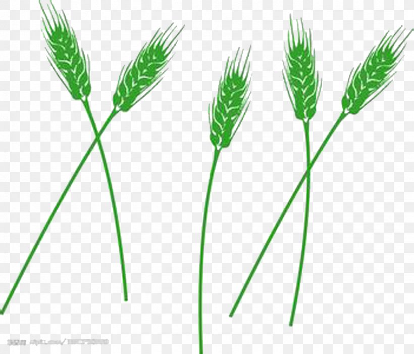 Wheatgrass Grasses, PNG, 1459x1246px, Wheat, Barley, Bread, Caryopsis, Commodity Download Free