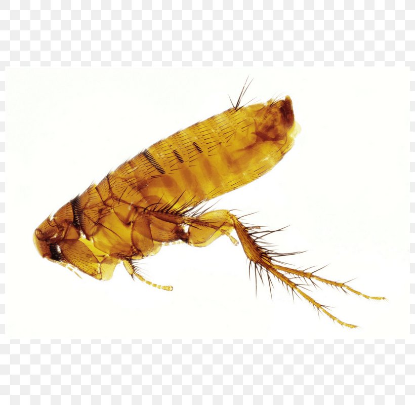 Flea Pest Pterygota Insect Wing Pop & The City, PNG, 800x800px, 2018, Flea, Arthropod, Blog, Fashion Download Free