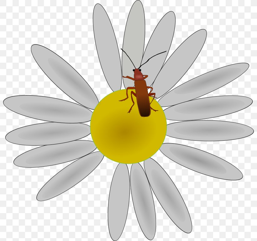 Flower Insect Petal Clip Art, PNG, 800x769px, Flower, Animation, Arthropod, Bee, Common Daisy Download Free