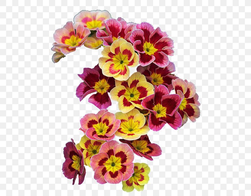 Flower Primrose Spring Wreath Garland, PNG, 564x640px, Flower, Annual Plant, Arumlily, Bud, Color Download Free