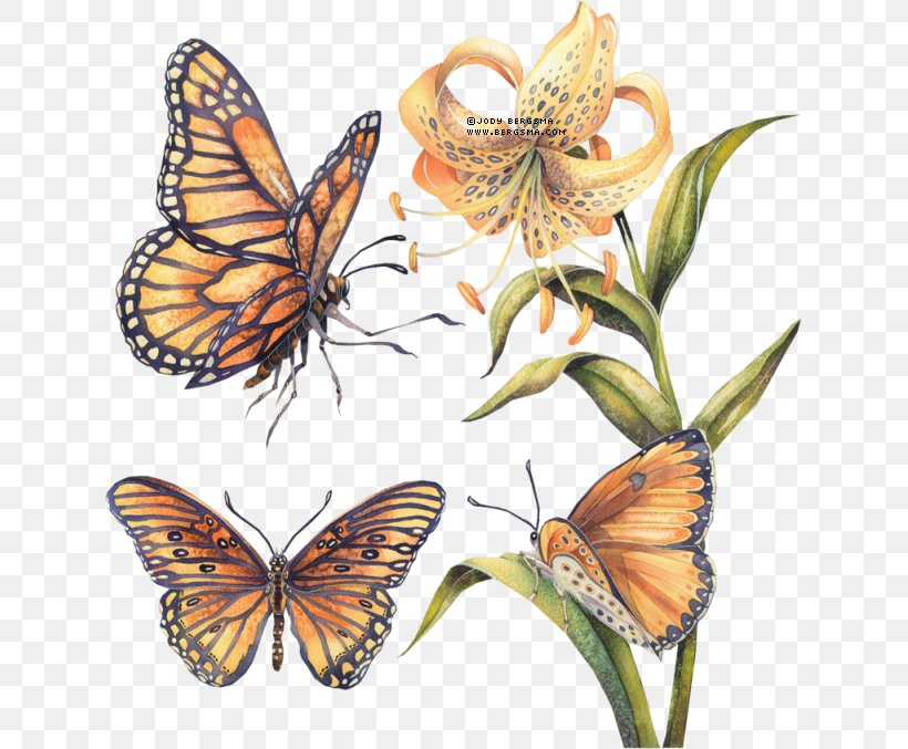 Monarch Butterfly Pieridae Gossamer-winged Butterflies Brush-footed Butterflies, PNG, 629x677px, Monarch Butterfly, Arthropod, Brush Footed Butterfly, Brushfooted Butterflies, Butterflies And Moths Download Free