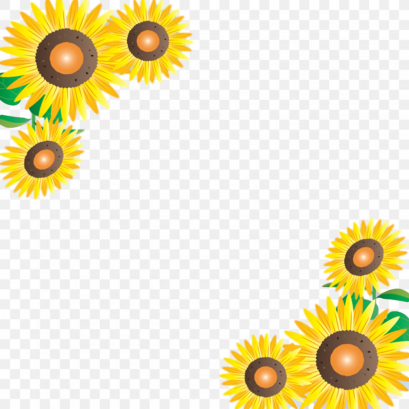 Transvaal Daisy Sunflower Seed Cut Flowers Petal Meter, PNG, 1440x1440px, Transvaal Daisy, Biology, Cut Flowers, Flower, Meter Download Free