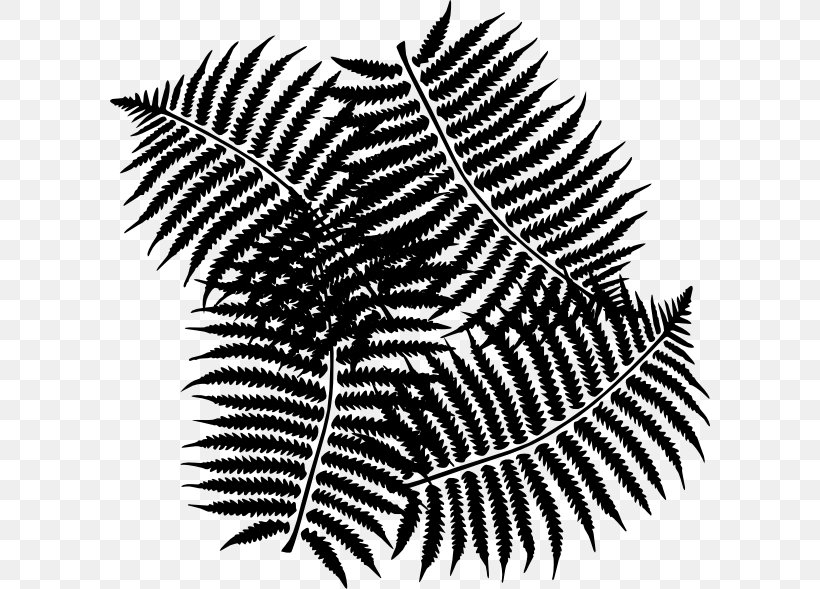 Black & White, PNG, 600x589px, Black White M, Blackandwhite, Botany, Branch, Fern Download Free