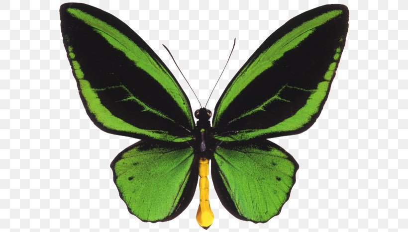 Butterfly Ornithoptera Priamus Queen Alexandra's Birdwing Trogonoptera, PNG, 600x467px, Butterfly, Arthropod, Birdwing, Brush Footed Butterfly, Butterflies And Moths Download Free