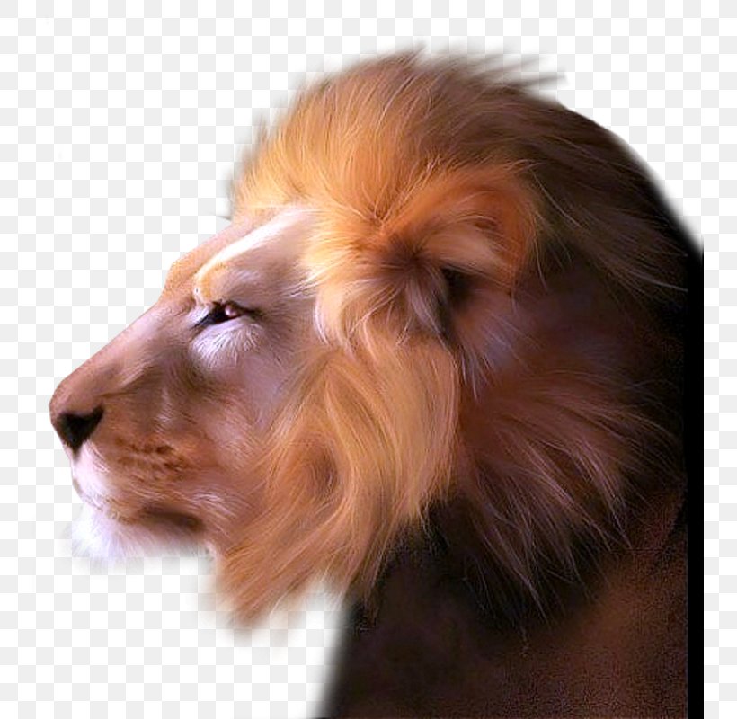 Lionhead Rabbit Lion's Head, PNG, 747x800px, Lionhead Rabbit, Big Cats, Carnivoran, Cat Like Mammal, Ear Download Free