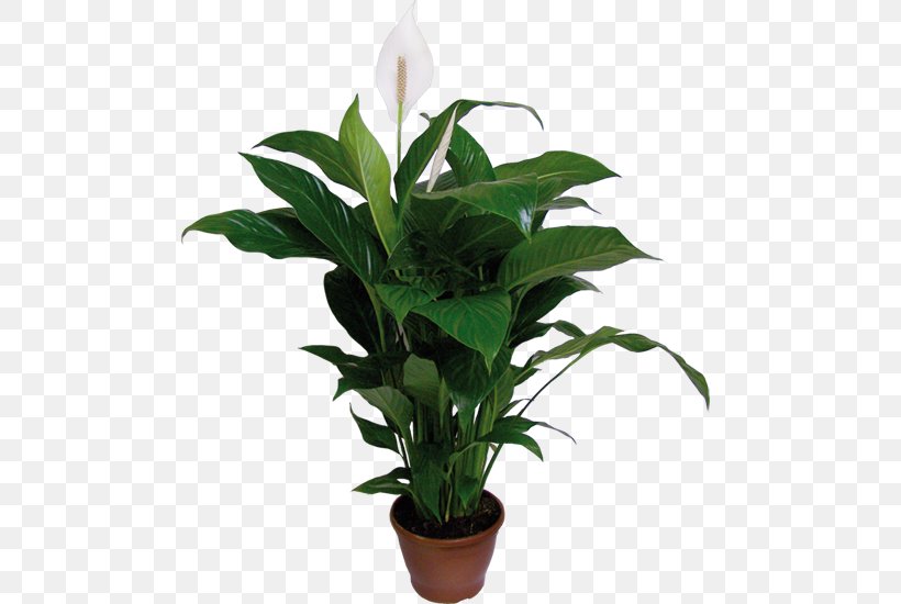 Spathiphyllum Wallisii Houseplant Plants Flowerpot Dumb Canes, PNG, 489x550px, Spathiphyllum Wallisii, Cut Flowers, Dumb Canes, Fertilisers, Fiddleleaf Fig Download Free