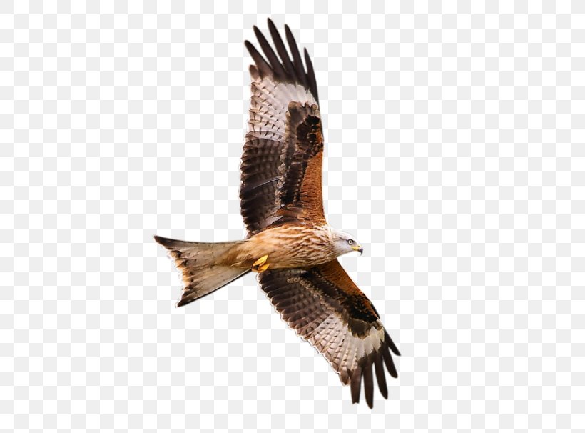 Bird Of Prey Falcon, PNG, 500x606px, Bird, Accipitriformes, Animal, Beak, Bird Of Prey Download Free